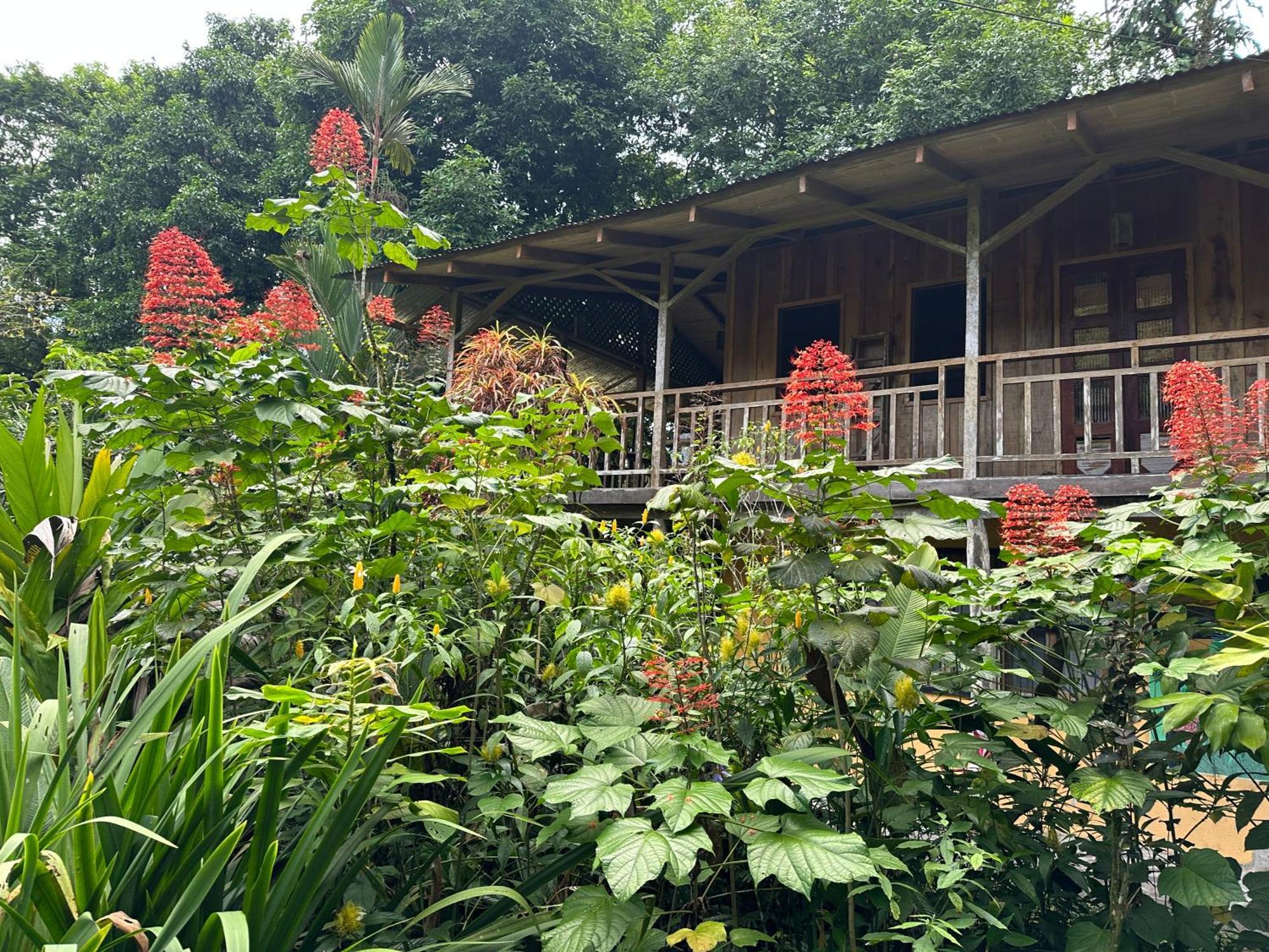 卡萨里奥布兰科生态住宿加早餐旅馆 Guápiles 外观 照片