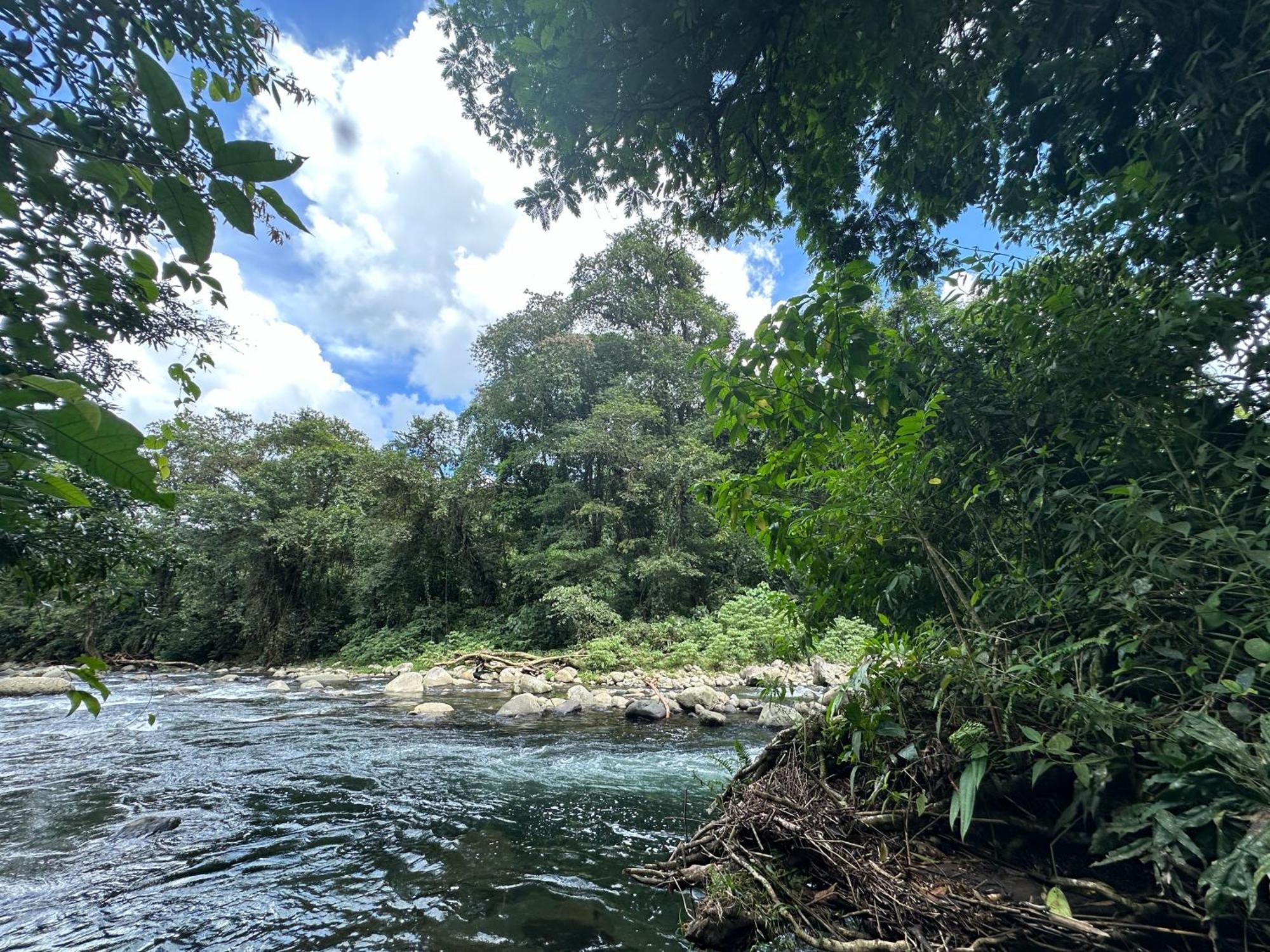 卡萨里奥布兰科生态住宿加早餐旅馆 Guápiles 外观 照片