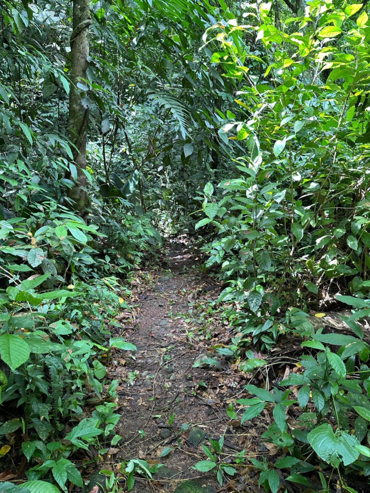卡萨里奥布兰科生态住宿加早餐旅馆 Guápiles 外观 照片