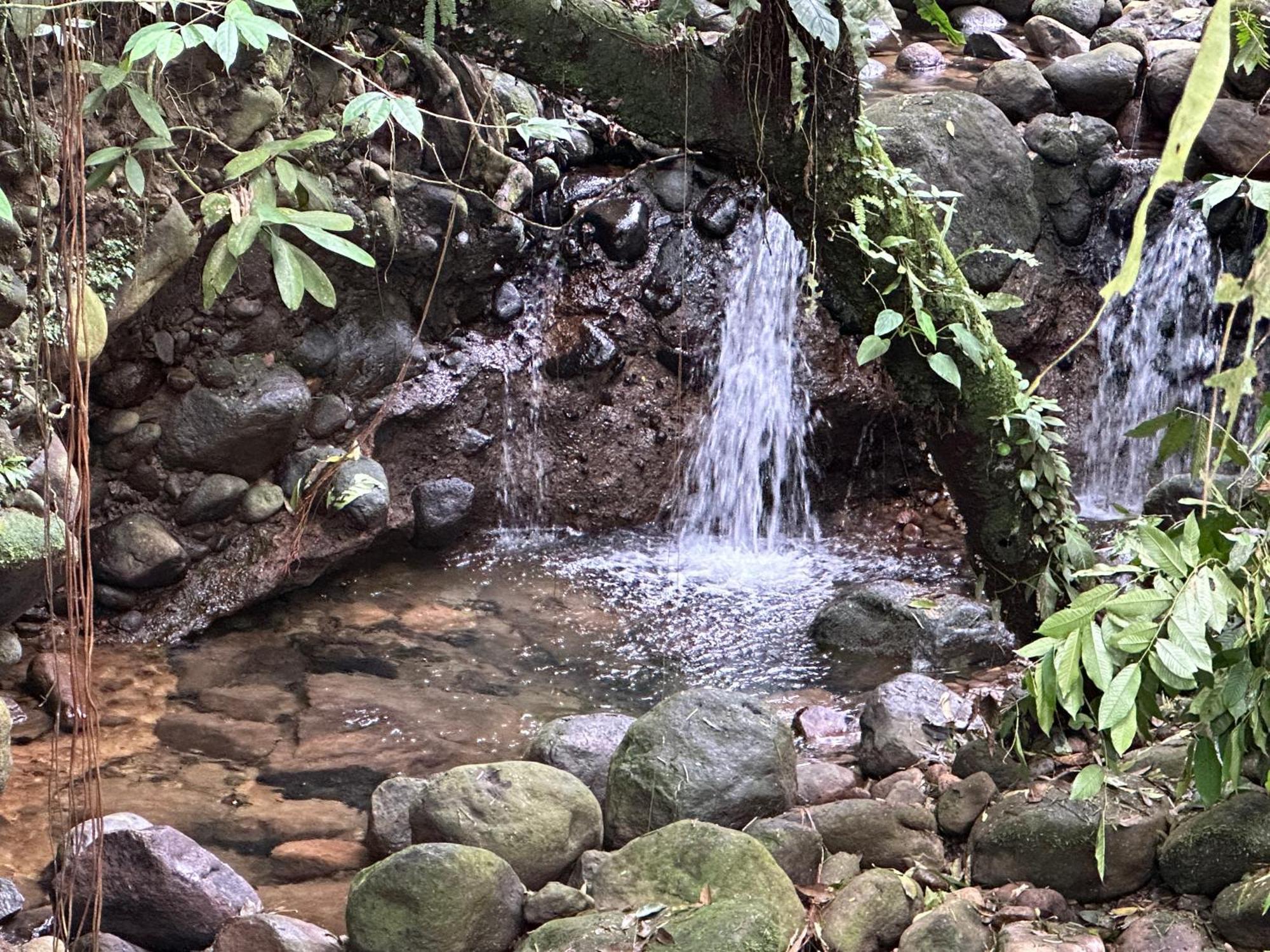 卡萨里奥布兰科生态住宿加早餐旅馆 Guápiles 外观 照片
